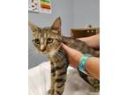 Adopt Snicker a Domestic Shorthair / Mixed (short coat) cat in Bloomington