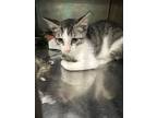 Adopt Tamale a Domestic Shorthair / Mixed (short coat) cat in Rockport