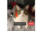 Adopt Bethe a Domestic Shorthair / Mixed (short coat) cat in Aurora