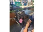 Adopt goose a Black American Pit Bull Terrier / Mixed dog in Woodside