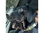 Adopt Delilah a Mixed Breed (Medium) / Mixed dog in Duncan, OK (39026499)