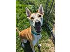 Adopt Arial a Mixed Breed (Medium) / Mixed dog in Lagrange, IN (39066750)