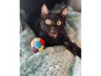 Adopt Battle Cat a All Black Domestic Shorthair / Mixed cat in Salt Lake City