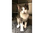 Adopt Royce a Domestic Shorthair / Mixed cat in Versailles, KY (39015244)