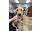 Adopt Baron a Labrador Retriever / Mixed dog in Jonesboro, AR (39058175)