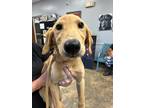 Adopt Babette a Labrador Retriever / Mixed dog in Jonesboro, AR (39058174)