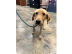 Adopt Bertha a Labrador Retriever / Mixed dog in Jonesboro, AR (39058173)