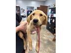 Adopt Boca a Labrador Retriever / Mixed dog in Jonesboro, AR (39048477)