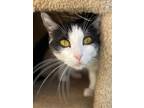 Adopt Daisy a Domestic Mediumhair / Mixed cat in Monterey, CA (39044709)