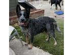 Adopt RICKI a Black Blue Heeler / Mixed dog in Pt. Richmond, CA (38953643)
