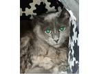 Adopt Orlando a Domestic Mediumhair / Mixed cat in Novato, CA (39023222)