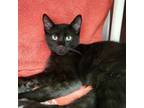 Adopt Dewey a Domestic Shorthair / Mixed cat in Mipiltas, CA (39046478)