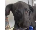 Adopt Tom a Black Mixed Breed (Medium) / Mixed dog in Las Cruces, NM (39065042)