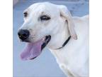 Adopt Britta a White - with Tan, Yellow or Fawn Foxhound / Mixed Breed (Medium)
