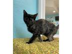Adopt Melody a Domestic Shorthair / Mixed cat in Fresno, CA (39070189)