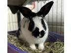 Adopt Portabella (mcas) a English Spot / Mixed rabbit in Troutdale