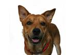 Adopt Yogi a Shar Pei / Mixed dog in San Luis Obispo, CA (39043739)