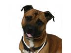 Adopt Herbert a Basset Hound / American Pit Bull Terrier / Mixed dog in San Luis
