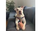 Adopt Cassie a Mixed Breed (Large) / Mixed dog in New York, NY (39029793)