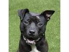 Adopt Waterboy a American Staffordshire Terrier / Mixed dog in Raleigh