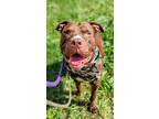 Adopt Rumpke a Brown/Chocolate Mixed Breed (Large) / Mixed dog in Cincinnati