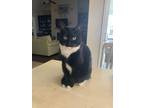 Adopt Bella a Black & White or Tuxedo American Shorthair (medium coat) cat in