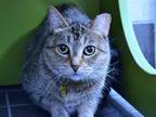 Adopt PURRDY a Brown or Chocolate Domestic Mediumhair / Mixed (medium coat) cat