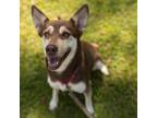 Adopt Barbie a Border Collie / Mixed dog in Valdosta, GA (38928000)