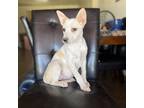 Adopt Leah a White - with Tan, Yellow or Fawn Labrador Retriever / Mixed dog in