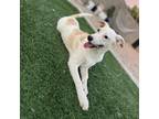 Adopt Nica a White - with Tan, Yellow or Fawn Labrador Retriever / Mixed dog in