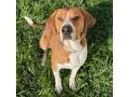 Adopt Tigger a Hound (Unknown Type) / Mixed dog in Potomac, MD (39004542)