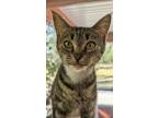 Adopt Alina a Domestic Shorthair / Mixed cat in Cranbrook, BC (39020495)