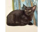 Adopt Penny a All Black Domestic Shorthair / Mixed cat in Springfield
