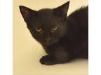 Adopt Nickel a All Black Domestic Shorthair / Mixed cat in Springfield