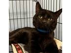 Adopt Phineas a All Black Domestic Shorthair / Mixed cat in Blasdell