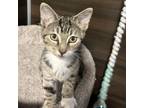 Adopt Pepperoni a Gray or Blue Domestic Shorthair / Mixed cat in Blasdell