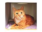 Adopt Dexter a Orange or Red Domestic Shorthair / Mixed cat in Murray
