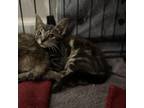 Adopt Chong a Domestic Shorthair / Mixed cat in Hamilton, GA (39066328)