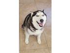 Adopt Icy a Black - with White Husky / Mixed dog in Ramona, CA (38919197)