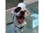 Adopt Remmie a White - with Tan, Yellow or Fawn Pointer / Mixed dog in Corpus