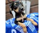 Adopt Emma a Black Beagle / Mixed Breed (Small) / Mixed dog in Blue Ridge