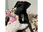 Adopt Ester a Black Beagle / Mixed Breed (Small) / Mixed dog in Blue Ridge