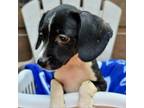Adopt Eve a Black Beagle / Mixed Breed (Small) / Mixed dog in Blue Ridge