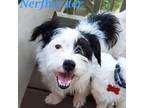 Adopt Nerfherder a White - with Tan, Yellow or Fawn Terrier (Unknown Type