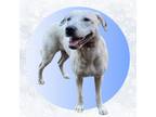 Adopt Snowflake a White - with Tan, Yellow or Fawn Mixed Breed (Medium) / Mixed