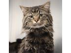 Adopt Luna -- Bonded Buddy With Lila a Domestic Longhair / Mixed cat in Des