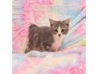Adopt Nick a Gray or Blue Domestic Shorthair / Mixed cat in Idaho Falls