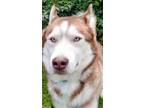 Adopt Yeti a Brown/Chocolate Husky / Mixed dog in Blackwood, NJ (39060432)