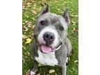 Adopt Carmen a Gray/Blue/Silver/Salt & Pepper Mixed Breed (Large) / Mixed dog in
