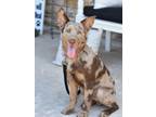 Adopt Adorable Wylie a Brown/Chocolate - with Tan Australian Shepherd dog in